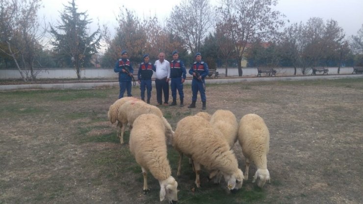 Konya'da Otomobille Koyun Hırsızlığı