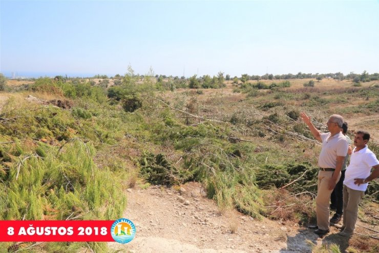 Mersin'de Çamları Kesip Limon Fidanı Diktiler