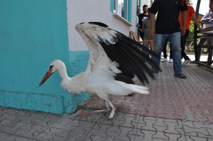 Beyşehir'de Yaralı Leylekler Tedavi Altına Alındı