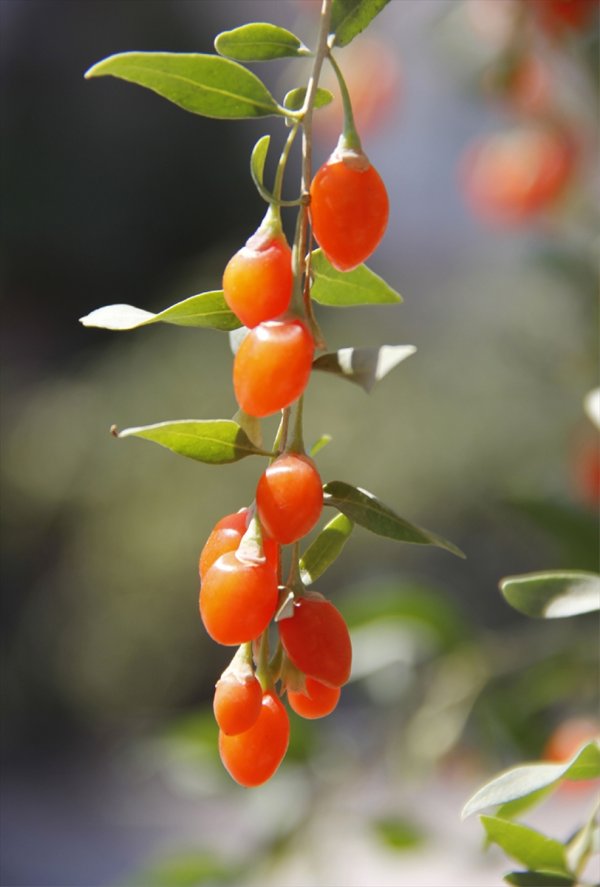 Beypazarı'nda Goji Berry Yetiştirildi