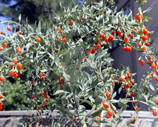 Beypazarı'nda Goji Berry Yetiştirildi