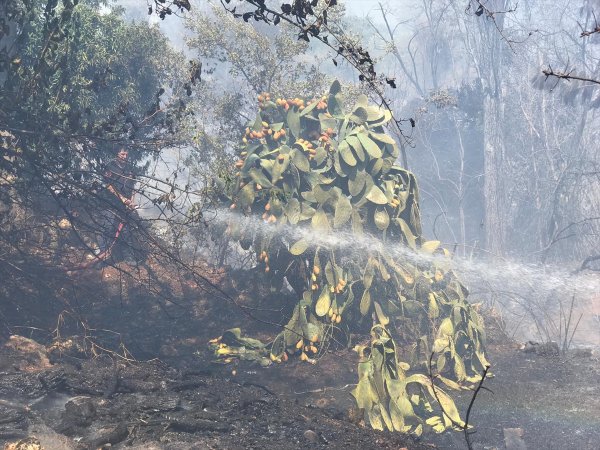 Antalya'da Meyve Bahçesi Ve Çalılık Yangını