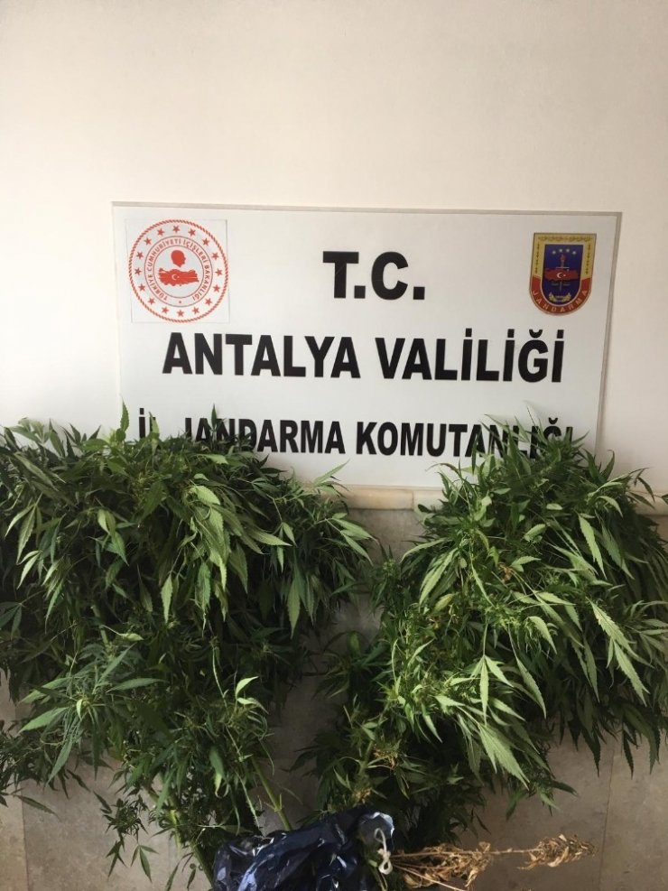 Antalya Jandarmasından O Yetiştiricilere Baskın