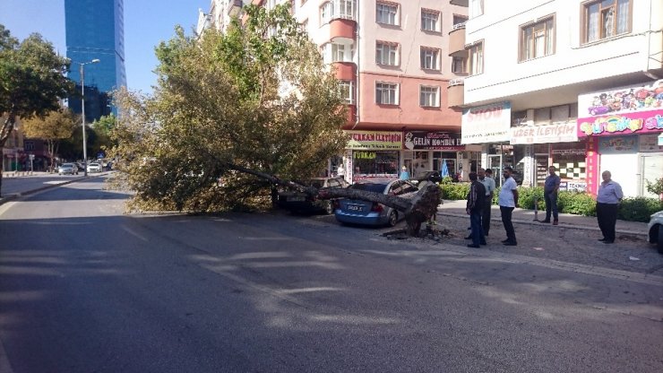 Römorkun Söktüğü Ağaç Otomobillerin Üzerine Devrildi