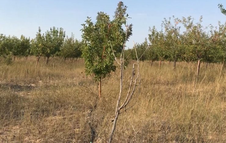 Aksaray’da Yeraltı Su Kaynaklarının Çekilmesinin Olumsuz Etkileri