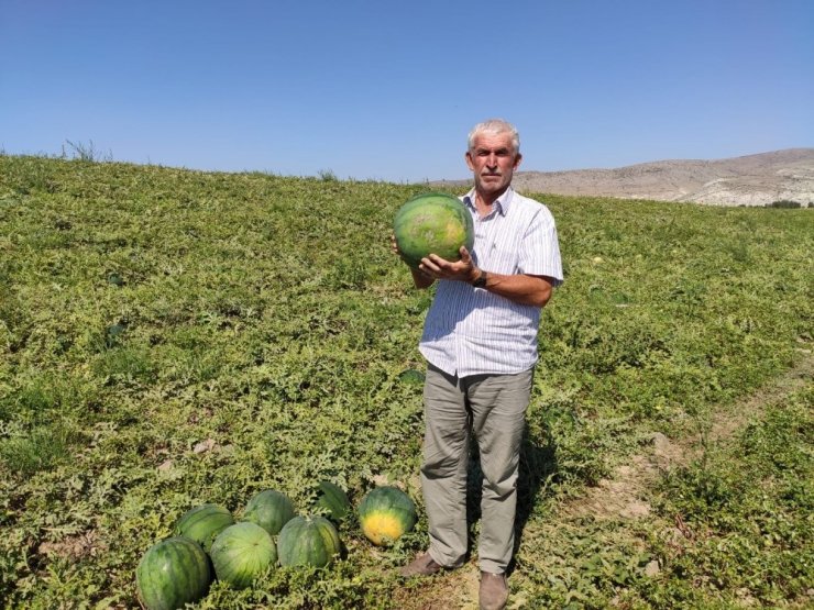 6 Ay Boyunca Bozulmayan Karpuz ’Güreş Karpuzu’