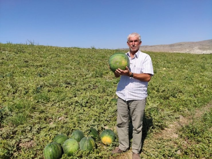 6 Ay Boyunca Bozulmayan Karpuz ’Güreş Karpuzu’