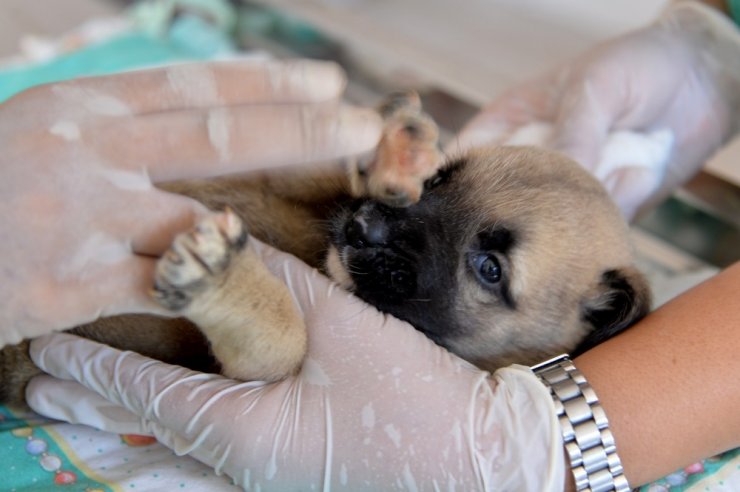 Yavru 4 Köpeği Çuvala Koyup Kuyuya Attılar