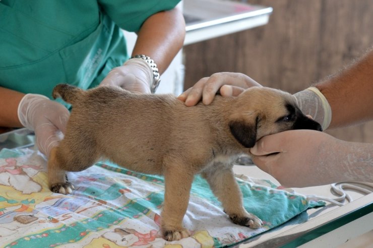 Yavru 4 Köpeği Çuvala Koyup Kuyuya Attılar