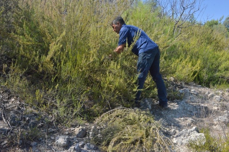 Türkiye’nin Biberiye İhtiyacının Yüzde 75’i Mersin’den