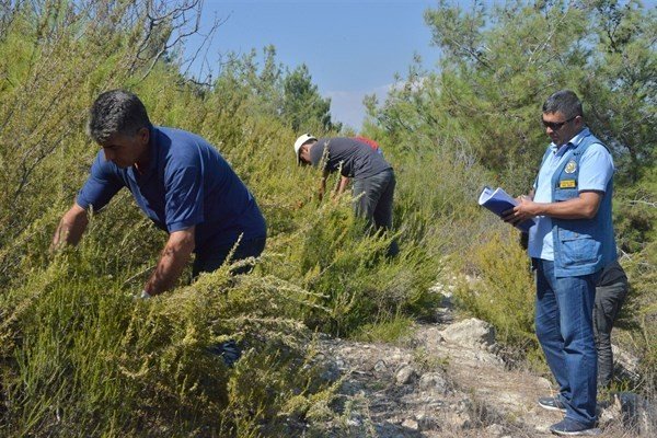 Türkiye’nin Biberiye İhtiyacının Yüzde 75’i Mersin’den