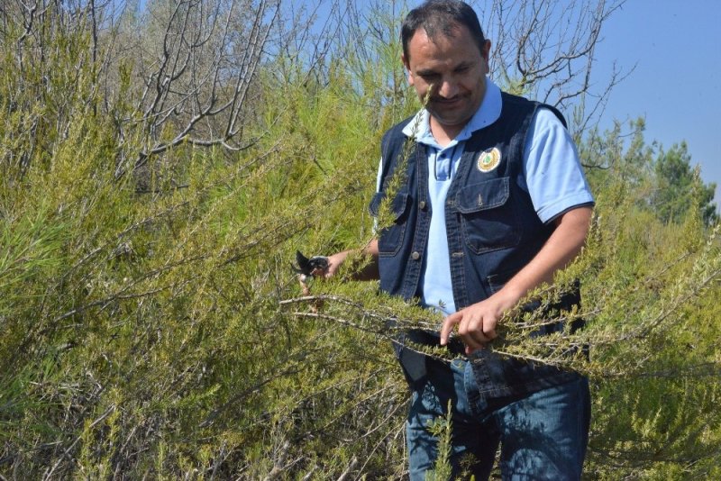 Türkiye’nin Biberiye İhtiyacının Yüzde 75’i Mersin’den