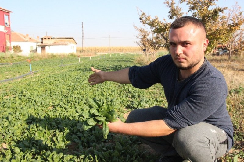 Fiyatı 5 Liradan 1 Liraya Düşen Ispanağı Alan Yok