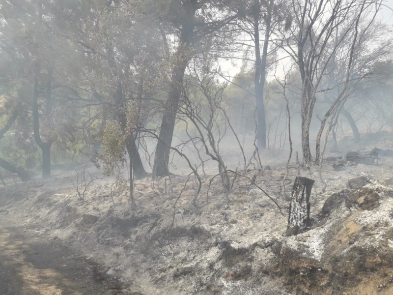 Kumluca’da Orman Yangını