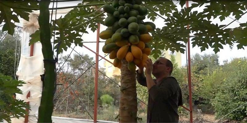 Antalyalı Mühendis Filmden Etkilenip Papaya Yetiştirmeye Başladı