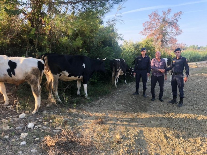 Ümidini Kestiği 4 İnek Ve 1 Buzağıya 1 Gün Sonra Kavuştu