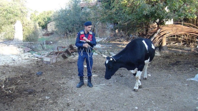 Ümidini Kestiği 4 İnek Ve 1 Buzağıya 1 Gün Sonra Kavuştu