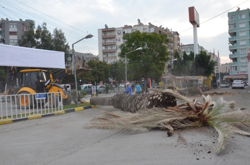 Tarsus’ta Kırmızı Palmiye Böceği Mücadelesi