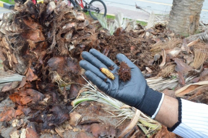 Tarsus’ta Kırmızı Palmiye Böceği Mücadelesi