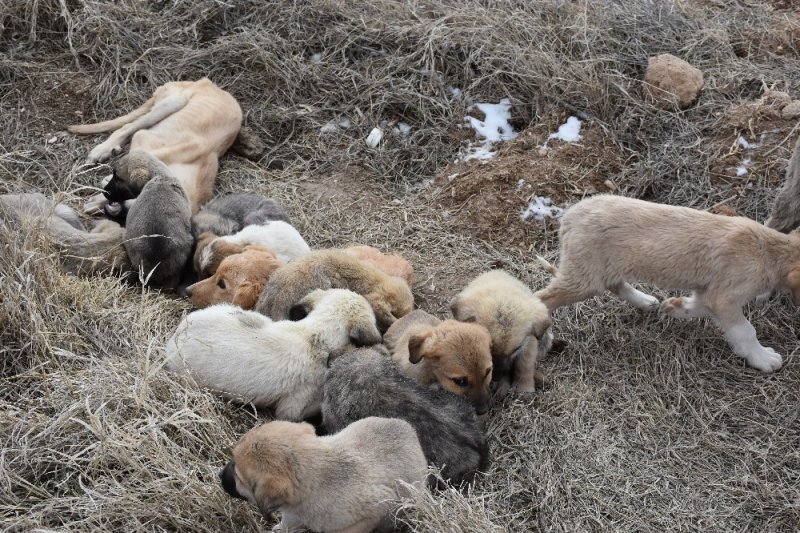 Aksaray’da Yavru Köpekler Ölüme Terk Edildi