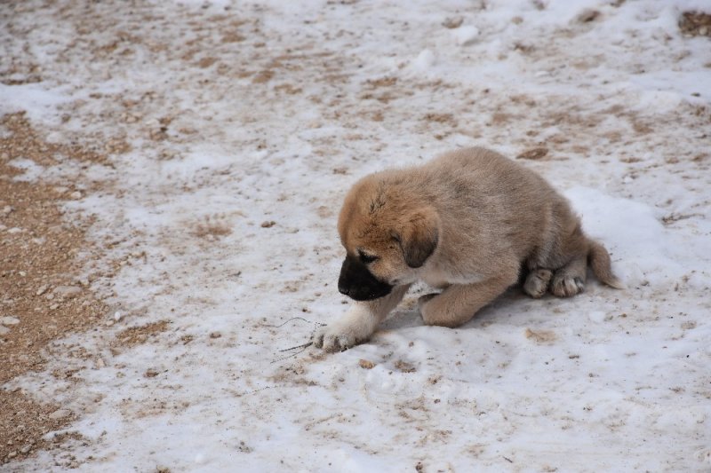 Aksaray’da Yavru Köpekler Ölüme Terk Edildi