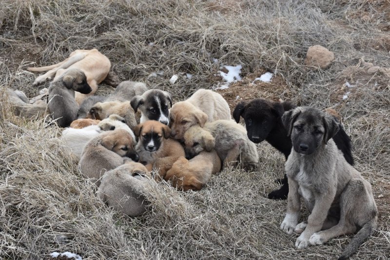 Aksaray’da Yavru Köpekler Ölüme Terk Edildi