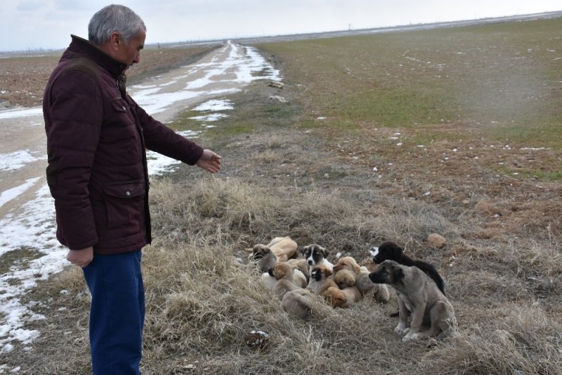 Aksaray’da Yavru Köpekler Ölüme Terk Edildi