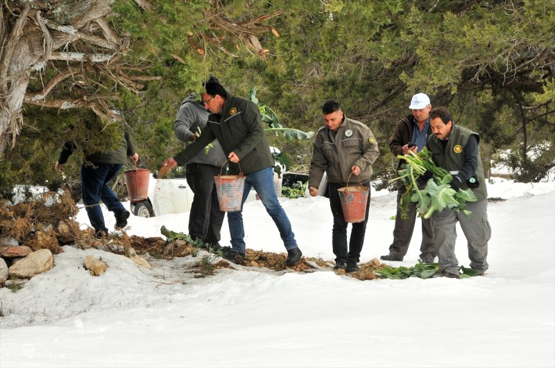 Mersin'de Yaban Hayvanları İçin Yemleme Çalışması