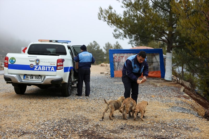 Konya Antalya Arasında Terk Edilen Yavru Köpekler Barınağa Götürüldü