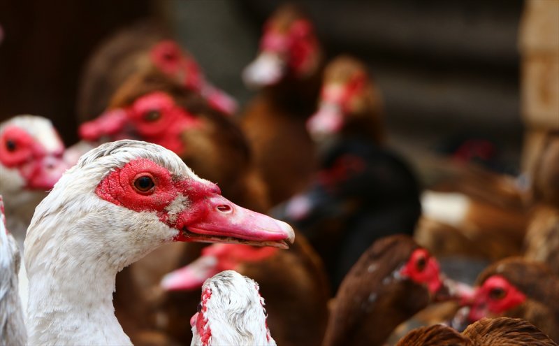 Aksaray'da Yetiştirilen Maskeli Ördek Piyasa Yaptı