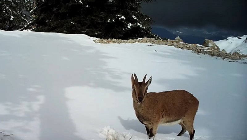 Aç Kalan Dağ Keçilerinin Yoncayla Beslendiği Anlar Fotokapanda