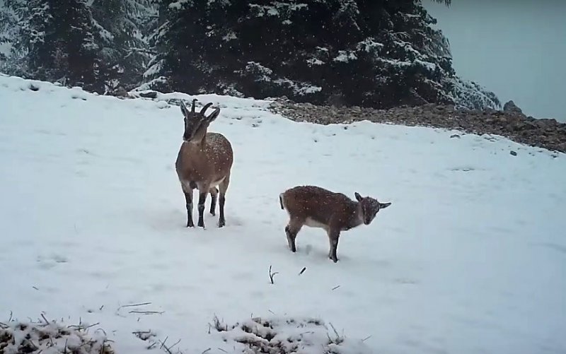 Aç Kalan Dağ Keçilerinin Yoncayla Beslendiği Anlar Fotokapanda