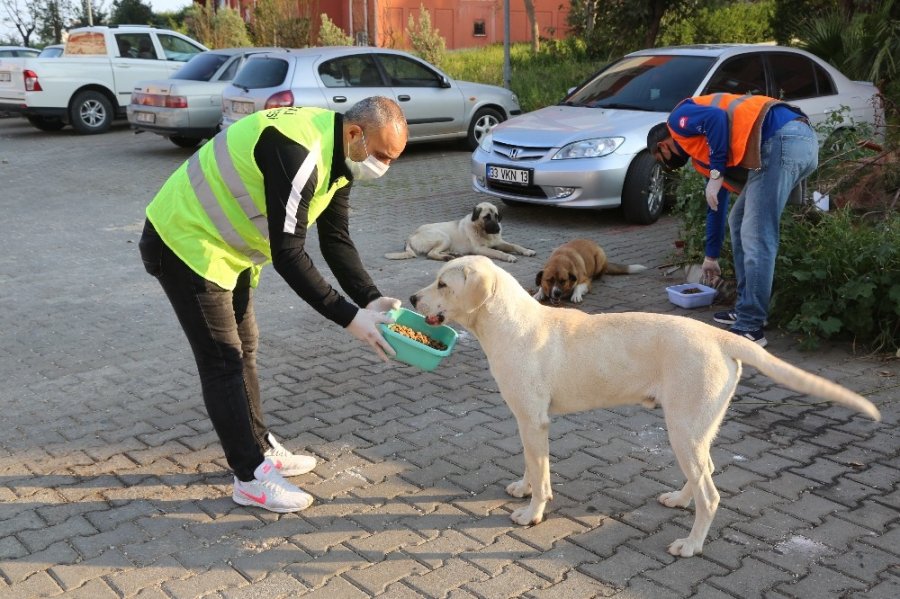 Aç Kalan Sokak Hayvanlarının İmdadına Belediye Yetişti