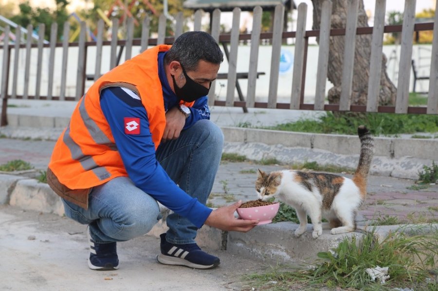 Aç Kalan Sokak Hayvanlarının İmdadına Belediye Yetişti