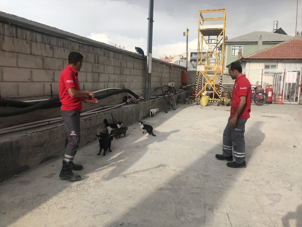 Karapınar'da Akaryakıt İstasyonunun Sevimli Dostları