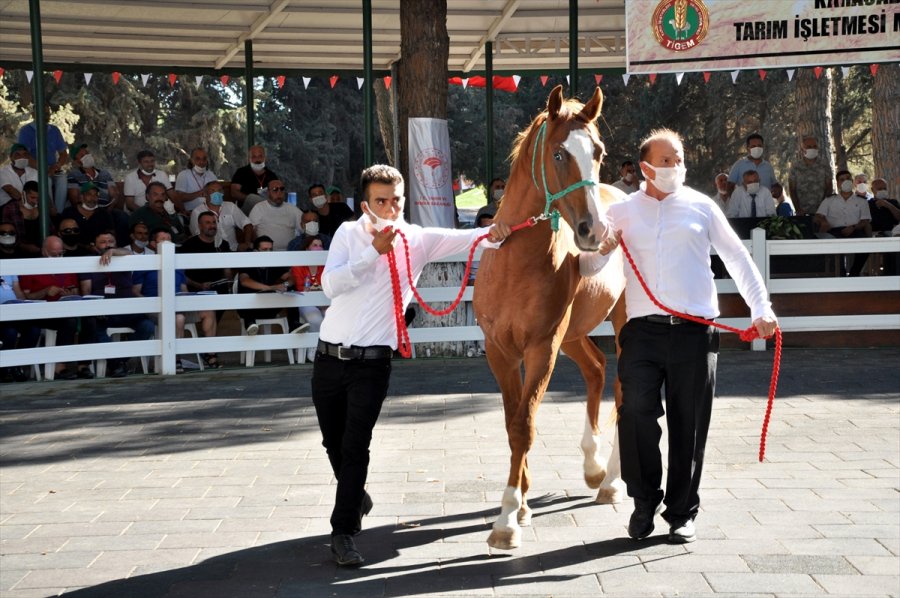 Safkan Arap Taylarının Satışından 6,6 Milyon Lira Gelir Elde Edildi