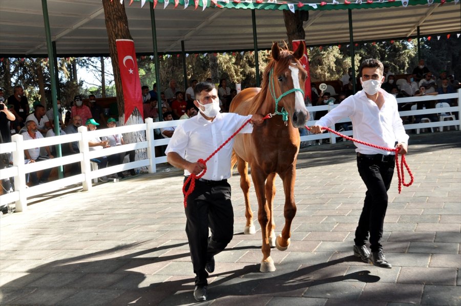 Safkan Arap Taylarının Satışından 6,6 Milyon Lira Gelir Elde Edildi