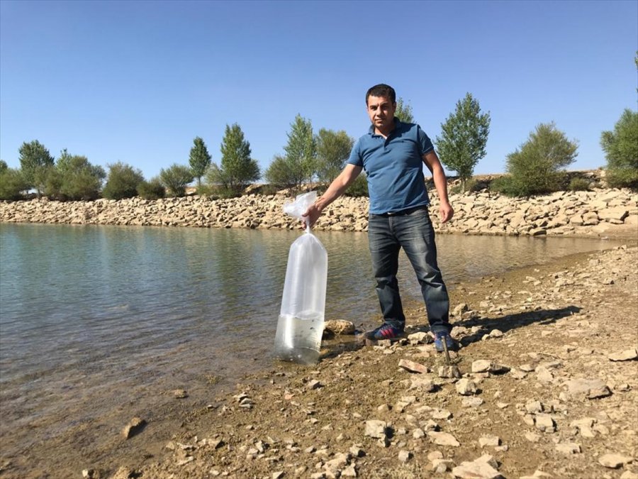 Seydişehir'deki Barajlara 35 Bin Yavru Sazan Bırakıldı