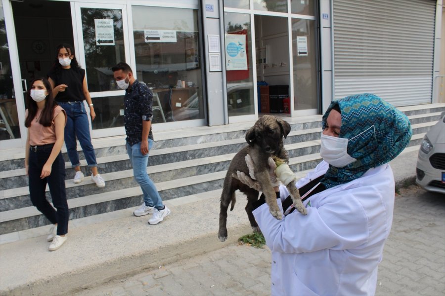 Konya'da Filyasyon Ekipleri Yaralı Yavru Köpek İçin Seferber Oldu