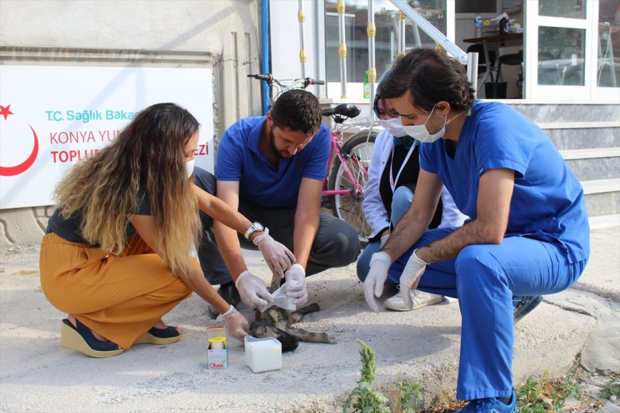 Konya'da Filyasyon Ekipleri Yaralı Yavru Köpek İçin Seferber Oldu