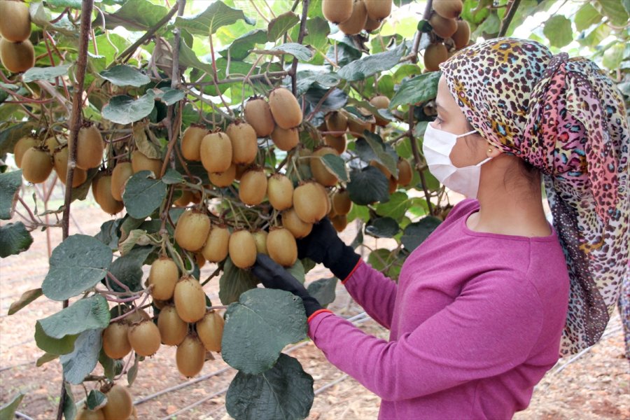 Mersin'de Turfanda Kivi Hasadına Başlandı