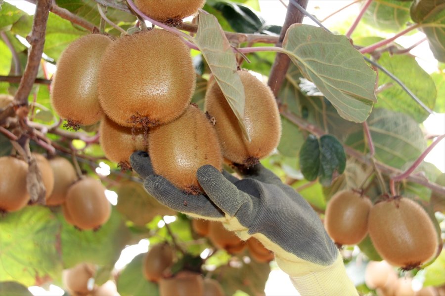 Mersin'de Turfanda Kivi Hasadına Başlandı