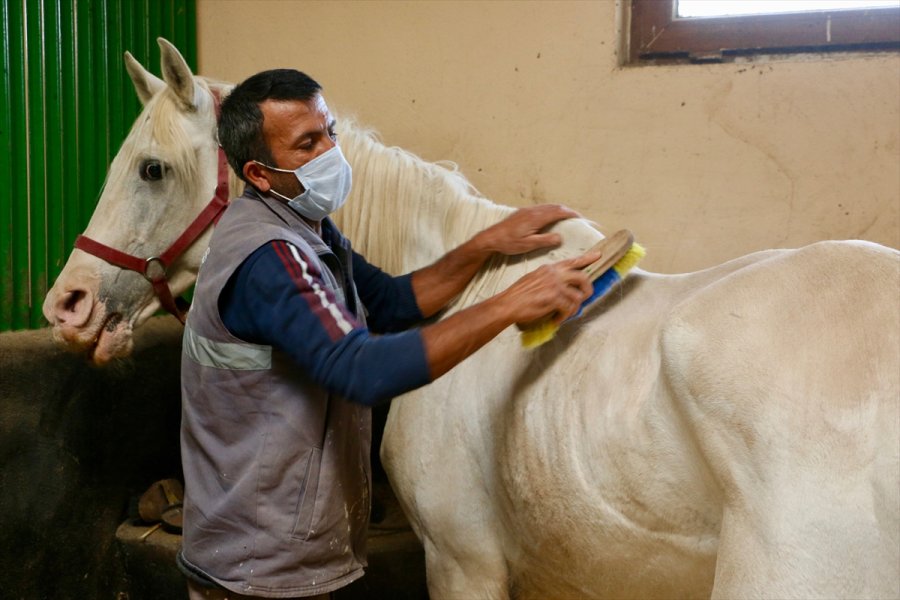 Şampiyonların Tayları Katar'da Boy Gösterecek