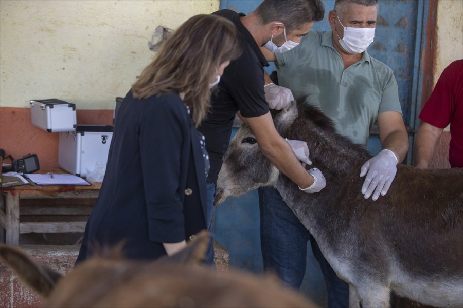 Antalya'da Eşekler Mikroçiplendi