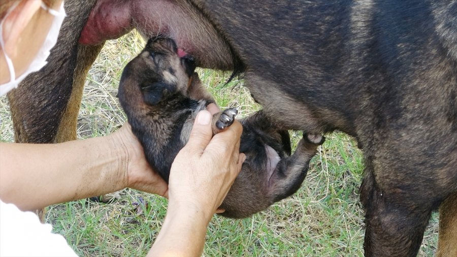 Kayalıklarla Mahsur Kalan Köpek Yavrusu Kepçe Yardımıyla Kurtarıldı