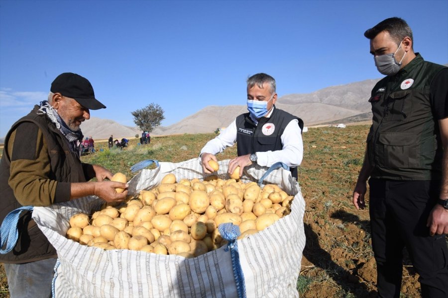 Kayseri'de Patates Hasadına Başlandı