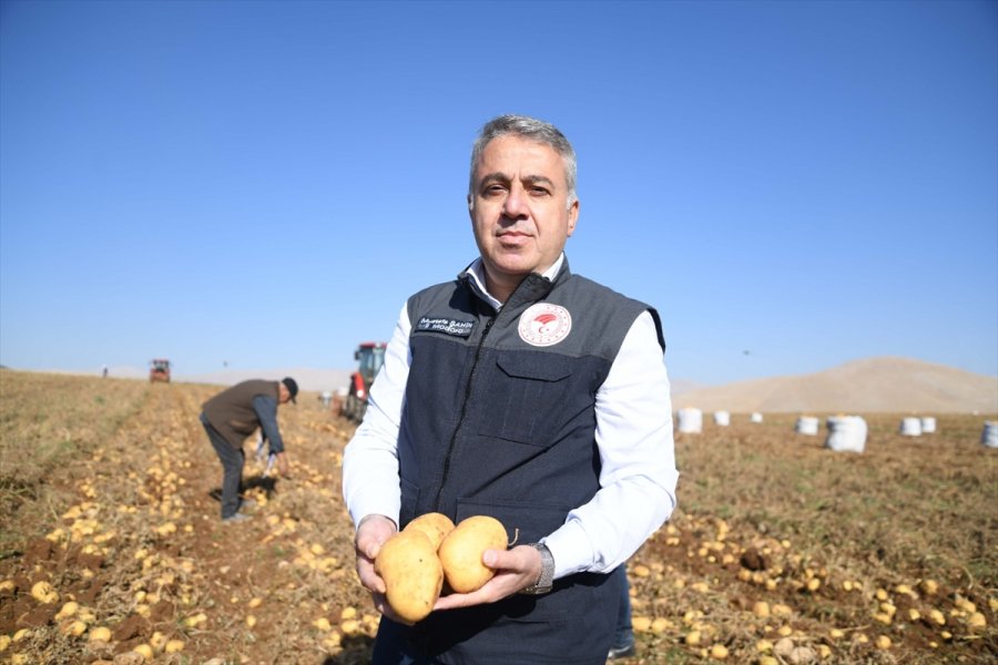 Kayseri'de Patates Hasadına Başlandı