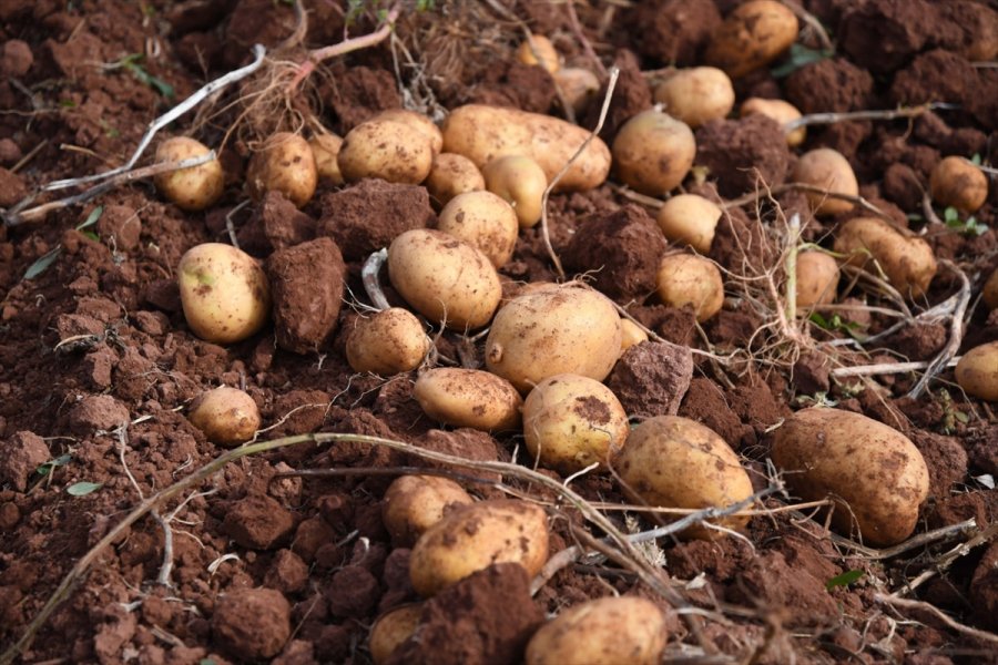 Kayseri'de Patates Hasadına Başlandı