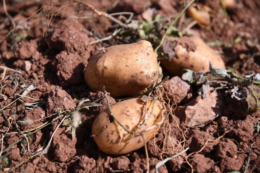 Kayseri'de Patates Hasadına Başlandı