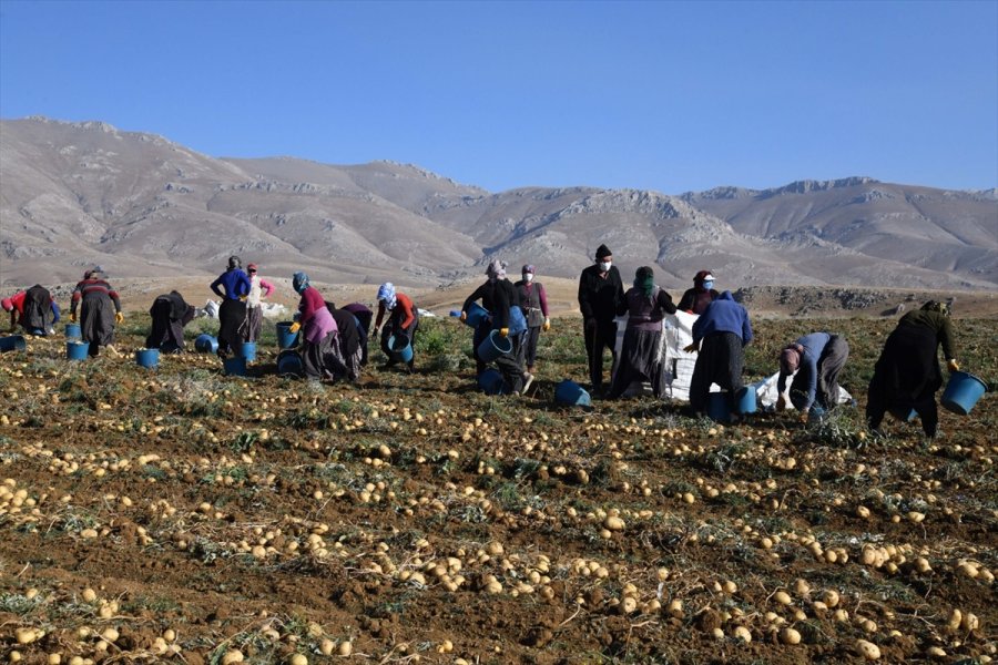 Kayseri'de Patates Hasadına Başlandı